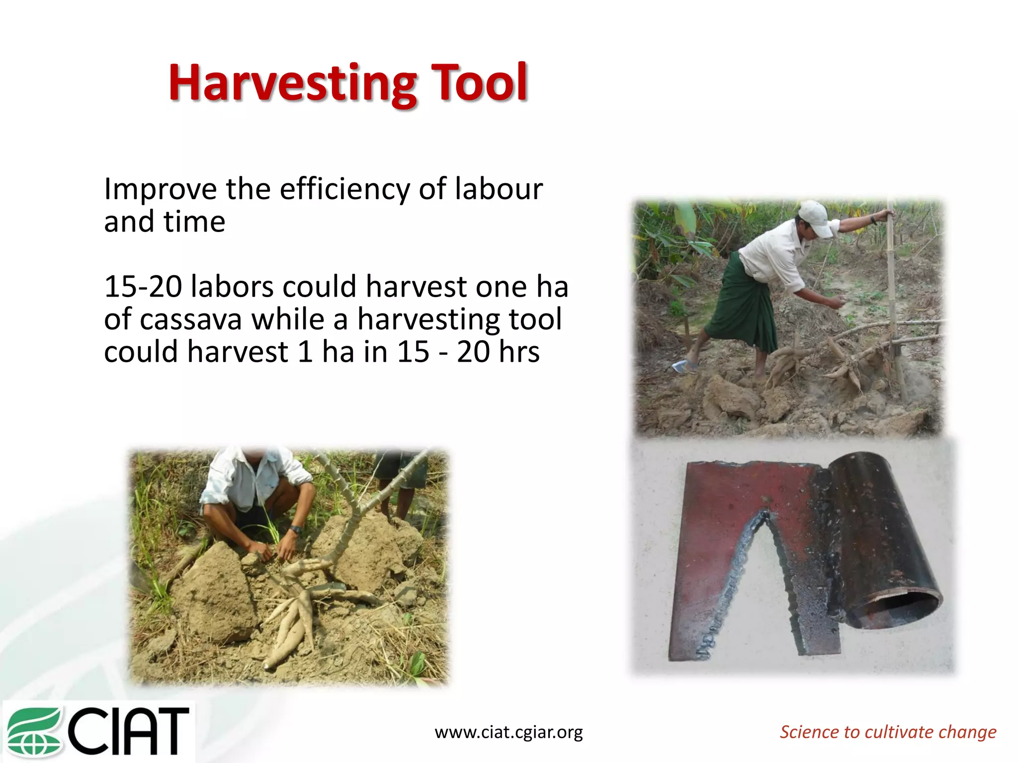 Harvesting Tool
Improve the efficiency of labour
and time
15-20 labors could harvest one ha
of cassava while a harvesting tool
could harvest 1 ha in 15 - 20 hrs
Science to cultivate changewww.ciat.cgiar.org
 