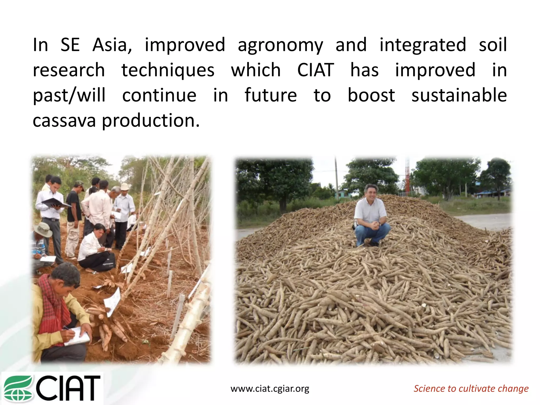 Science to cultivate changewww.ciat.cgiar.org
In SE Asia, improved agronomy and integrated soil
research techniques which CIAT has improved in
past/will continue in future to boost sustainable
cassava production.
 