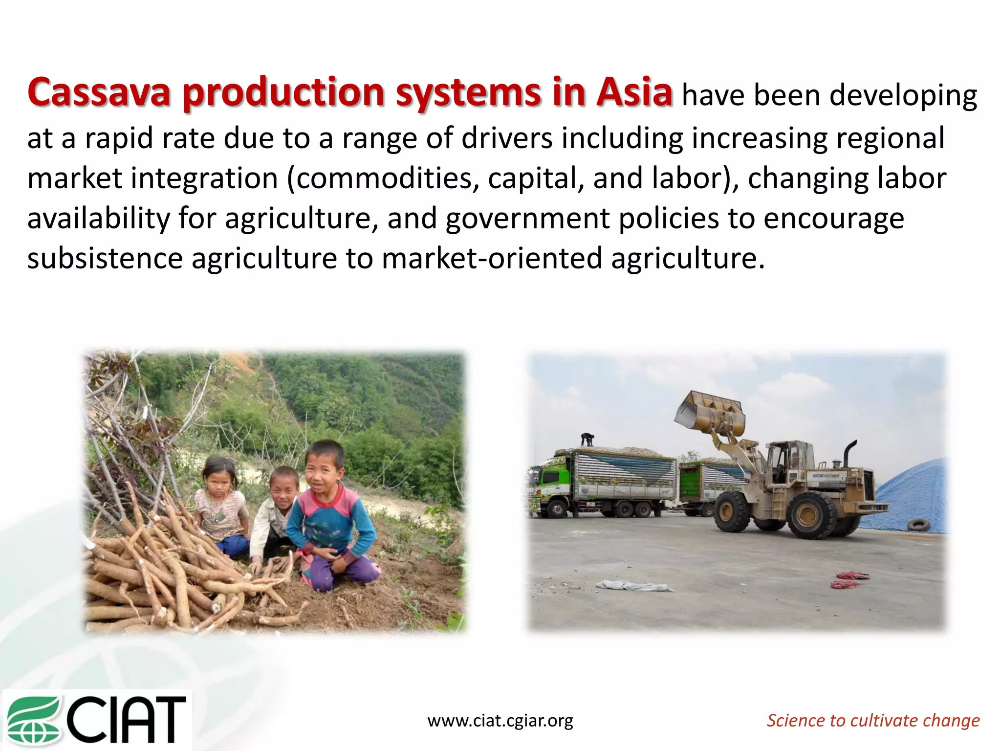 Science to cultivate changewww.ciat.cgiar.org
Cassava production systems in Asia have been developing
at a rapid rate due to a range of drivers including increasing regional
market integration (commodities, capital, and labor), changing labor
availability for agriculture, and government policies to encourage
subsistence agriculture to market-oriented agriculture.
 