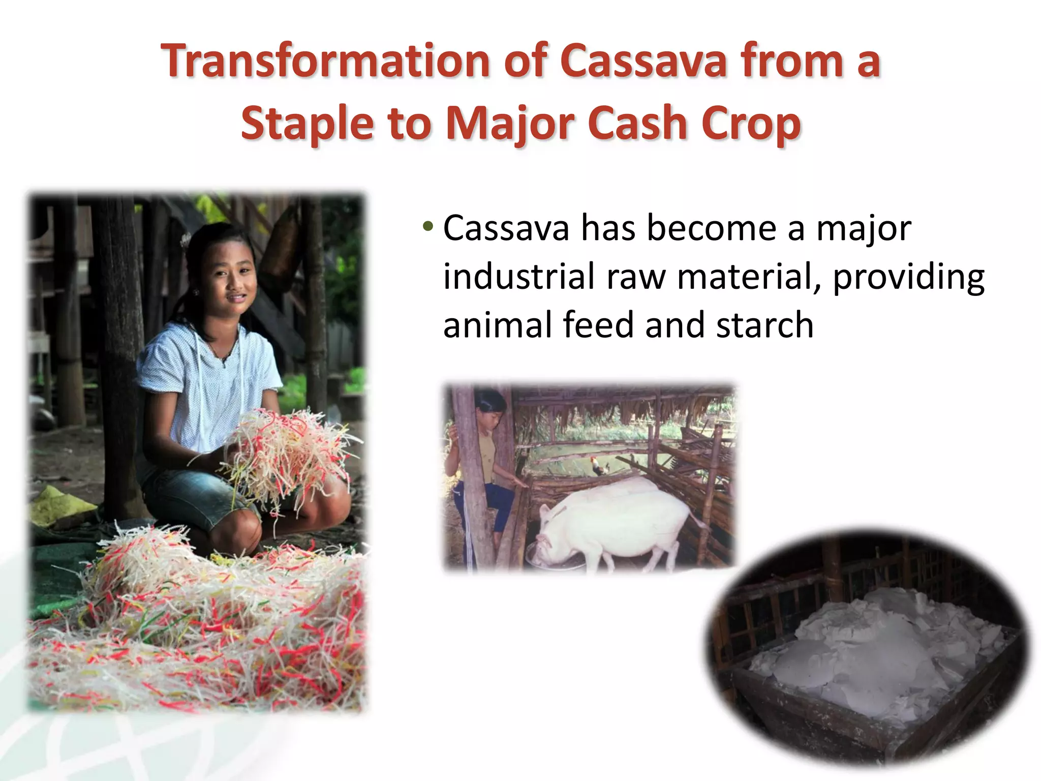 Transformation of Cassava from a
Staple to Major Cash Crop
• Cassava has become a major
industrial raw material, providing
animal feed and starch
 