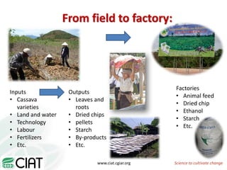 From field to factory: agronomy to starch and beyond