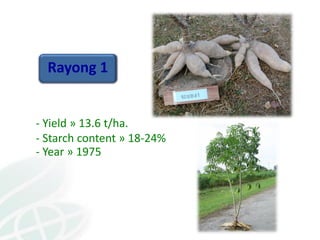 From field to factory: agronomy to starch and beyond