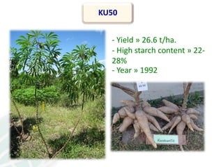 From field to factory: agronomy to starch and beyond