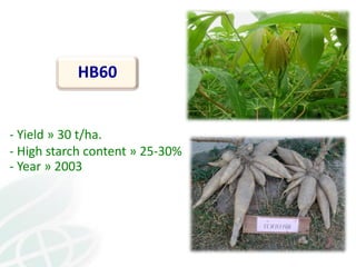 From field to factory: agronomy to starch and beyond