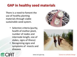 From field to factory: agronomy to starch and beyond