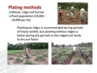 From field to factory: agronomy to starch and beyond