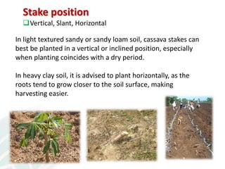 From field to factory: agronomy to starch and beyond