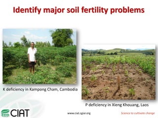 From field to factory: agronomy to starch and beyond