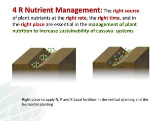 From field to factory: agronomy to starch and beyond
