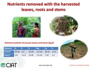 From field to factory: agronomy to starch and beyond
