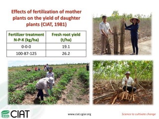 From field to factory: agronomy to starch and beyond