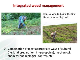 From field to factory: agronomy to starch and beyond