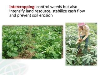 From field to factory: agronomy to starch and beyond