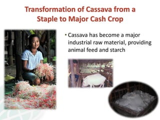 From field to factory: agronomy to starch and beyond