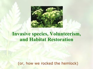 Invasive species, Volunteerism, and Habitat Restoration (or, how we rocked the hemlock) 