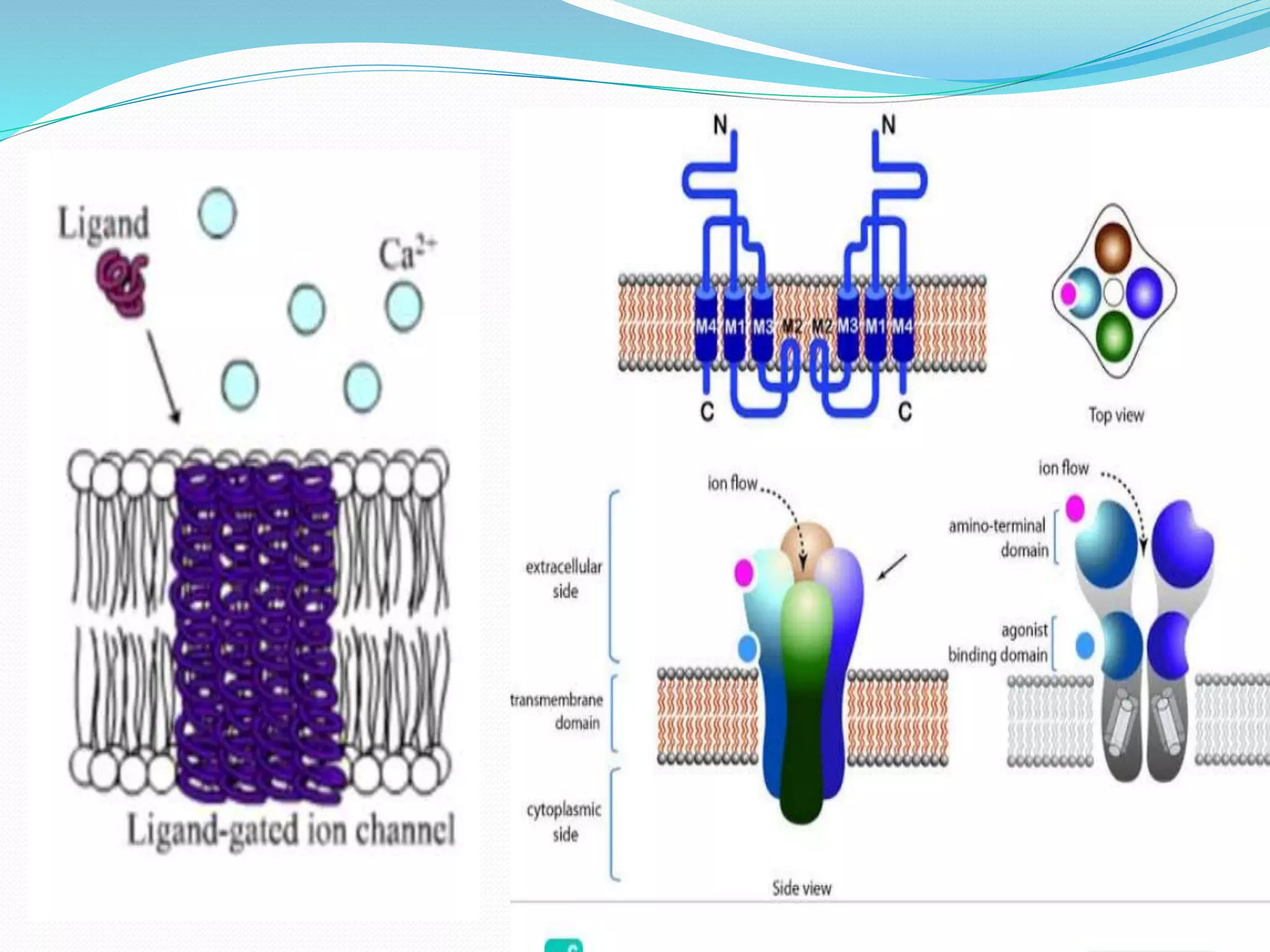 presentation topic on ligand gated ion channel receptor by dixhu raj ...