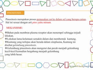 PINOSITOSIS
Pinositosis merupakan proses pemasukan zat ke dalam sel yang berupa cairan.
Hal ini sesuai dengan arti pino yaitu minum.
MEKANISME:
Bahan pada membran plasma reseptor akan menempel sehingga terjadi
lekukan.
Lekukan lama-kelamaan semakin dalam dan membentuk kantung.
Kantung yang terlepas akan berada dalam sitoplasma, Kantung ini
disebut gelembung pinositosis.
Gelembung pinositosis akan mengerut dan pecah menjadi gelembung
kecil-kecil kemudian bergabung menjadi gelembung
yang lebih besar.
 