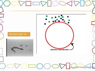PINOSITOSIS 
 