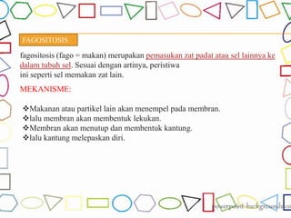 FAGOSITOSIS
fagositosis (fago = makan) merupakan pemasukan zat padat atau sel lainnya ke
dalam tubuh sel. Sesuai dengan artinya, peristiwa
ini seperti sel memakan zat lain.
MEKANISME:
Makanan atau partikel lain akan menempel pada membran.
lalu membran akan membentuk lekukan.
Membran akan menutup dan membentuk kantung.
lalu kantung melepaskan diri.
 