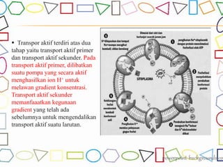  Transpor aktif terdiri atas dua
tahap yaitu transport aktif primer
dan transport aktif sekunder. Pada
transport aktif primer, dilibatkan
suatu pompa yang secara aktif
menghasilkan ion H+ untuk
melawan gradient konsentrasi.
Transport aktif sekunder
memanfaaatkan kegunaan
gradient yang telah ada
sebelumnya untuk mengendalikan
transport aktif suatu larutan.
 