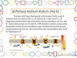  Pompa Natrium-Kalium (Na-K)
Transpor aktif juga dipengaruhi oleh muatan listrik yang di
tentukan oleh ion natriun (Na+), ion kalium (K+), dan ion (Cl+), di
lingkungan ekstraseluler dan intraseluler, keluar masuknya ion Na+,dan
K+ diatur oleh pompa ion Na dan K. ATP memberi sumber energi untuk
mengubah bentuk protein membrane agar membuka,kemudian pompa
mengeluarkan tiga ion Na+ dari intraseluler dan memasukkan dua ion K+
ke lingkungan sel.
 
