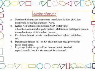 Mekanisme :
a. Natrium-Kalium akan memompa masuk ion Kalium (K+) dan
memompa keluar ion Natrium (Na+).
b. Ketika ATP dihidrolisis menjadi ADP, fosfat yang
dihasilkan akan melekat pada protein. Melekatnya fosfat pada protein
menyebabkan protein berubah bentuk.
c. Perubahan bentuk protein membuat ion Na+ keluar dari dalam
sel.
d. Bersamaan dengan itu, ion K+ akan melekat pada protein dan
fosfat akan lepas.
f. Lepasnya fosfat menyebabkan bentuk protein kembali
seperti semula. Ion K+ akan masuk ke dalam sel.
 