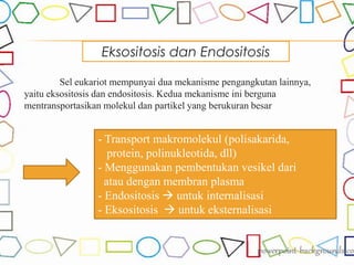Eksositosis dan Endositosis
Sel eukariot mempunyai dua mekanisme pengangkutan lainnya,
yaitu eksositosis dan endositosis. Kedua mekanisme ini berguna
mentransportasikan molekul dan partikel yang berukuran besar
- Transport makromolekul (polisakarida,
protein, polinukleotida, dll)
- Menggunakan pembentukan vesikel dari
atau dengan membran plasma
- Endositosis  untuk internalisasi
- Eksositosis  untuk eksternalisasi
 