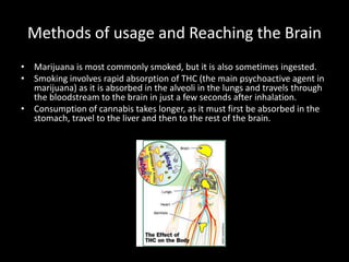 Methods of usage and Reaching the Brain
• Marijuana is most commonly smoked, but it is also sometimes ingested.
• Smoking involves rapid absorption of THC (the main psychoactive agent in
  marijuana) as it is absorbed in the alveoli in the lungs and travels through
  the bloodstream to the brain in just a few seconds after inhalation.
• Consumption of cannabis takes longer, as it must first be absorbed in the
  stomach, travel to the liver and then to the rest of the brain.




                                  Source: Howstufforks.com
 