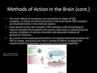 Methods of Action in the Brain (cont.)
    • The main effects of marijuana are caused by its target of CB1
      receptors, as these are found primarily in the brain while CB2 receptors
      are found primarily in the immune system.
    • Once bound to the CB1 receptors THC interferes with the binding of
      natural cannabinoid receptors and causes a decrease in adenylyl cyclase
      activity, inhibition of calcium channels and reduced inhibition of
      potassium channels.
    • As a result of the widespread locations of endocannabinoid receptors for
      THC to target, marijuana can have a variety of effects ranging from
      euphoria and introspection to paranoia and increased appetite.


Source: Cancer and Natural
Medicines, March 21, 2010
 