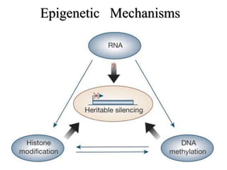 Epigenetic Mechanisms
 