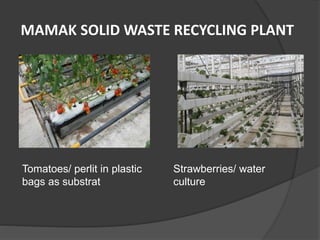 MAMAK SOLID WASTE RECYCLING PLANT
Tomatoes/ perlit in plastic
bags as substrat
Strawberries/ water
culture
 