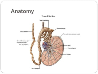 Anatomy
 