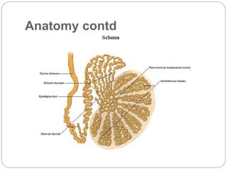 Anatomy contd
 