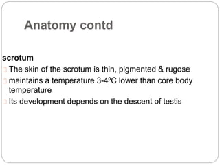Anatomy contd
scrotum
The skin of the scrotum is thin, pigmented & rugose
maintains a temperature 3-4⁰C lower than core body
temperature
Its development depends on the descent of testis
 