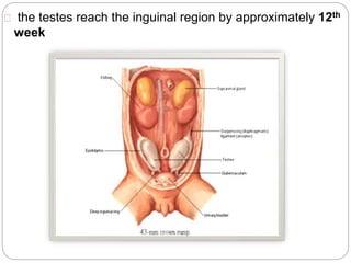 the testes reach the inguinal region by approximately 12th
week
 
