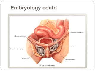 Embryology contd
 