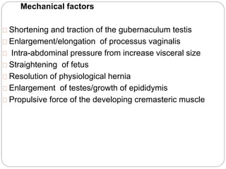 Mechanical factors
Shortening and traction of the gubernaculum testis
Enlargement/elongation of processus vaginalis
Intra-abdominal pressure from increase visceral size
Straightening of fetus
Resolution of physiological hernia
Enlargement of testes/growth of epididymis
Propulsive force of the developing cremasteric muscle
 