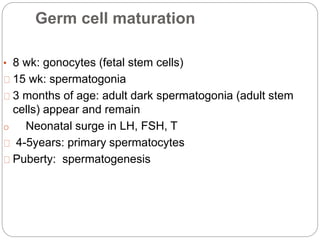 Germ cell maturation
• 8 wk: gonocytes (fetal stem cells)
15 wk: spermatogonia
3 months of age: adult dark spermatogonia (adult stem
cells) appear and remain
o Neonatal surge in LH, FSH, T
4-5years: primary spermatocytes
Puberty: spermatogenesis
 