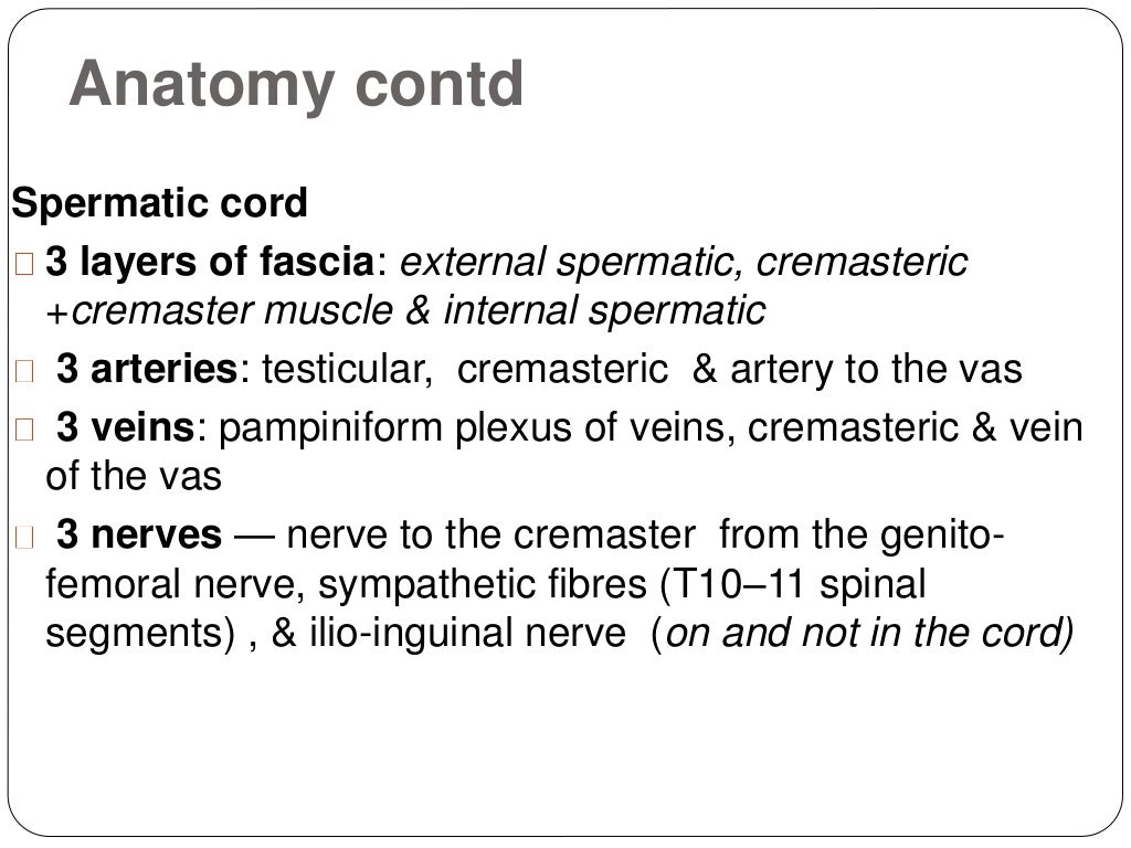 Undescended Testes