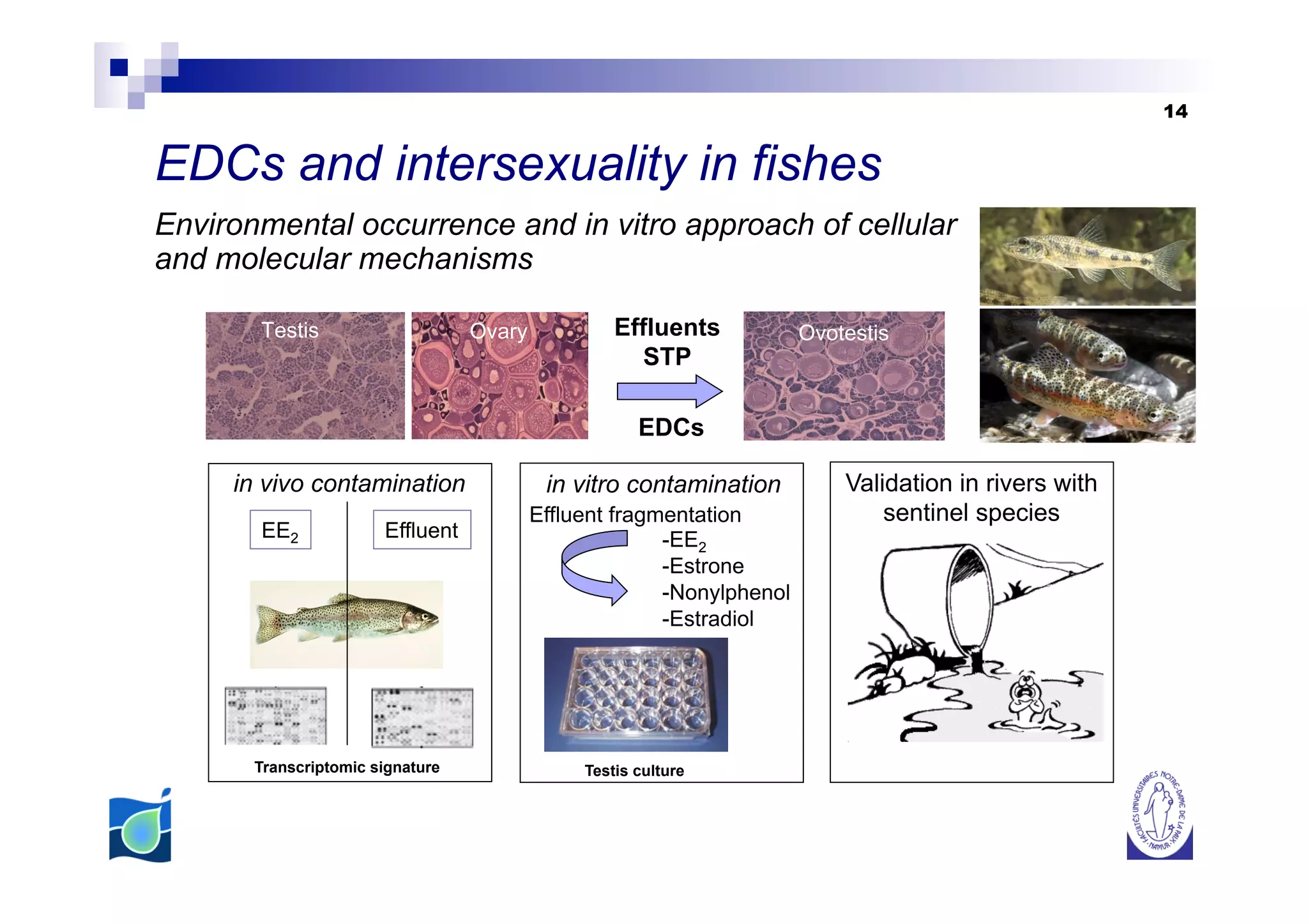 14


EDCs and intersexuality in fishes
Environmental occurrence and in vitro approach of cellular
and molecular mechanisms

                                           Effluents
                                              STP

                                              EDCs

     in vivo contamination         in vitro contamination      Validation in rivers with
                                  Effluent fragmentation           sentinel species
       EE2             Effluent                 -EE2
                                                -Estrone
                                                -Nonylphenol
                                                -Estradiol




       Transcriptomic signature        Testis culture
 