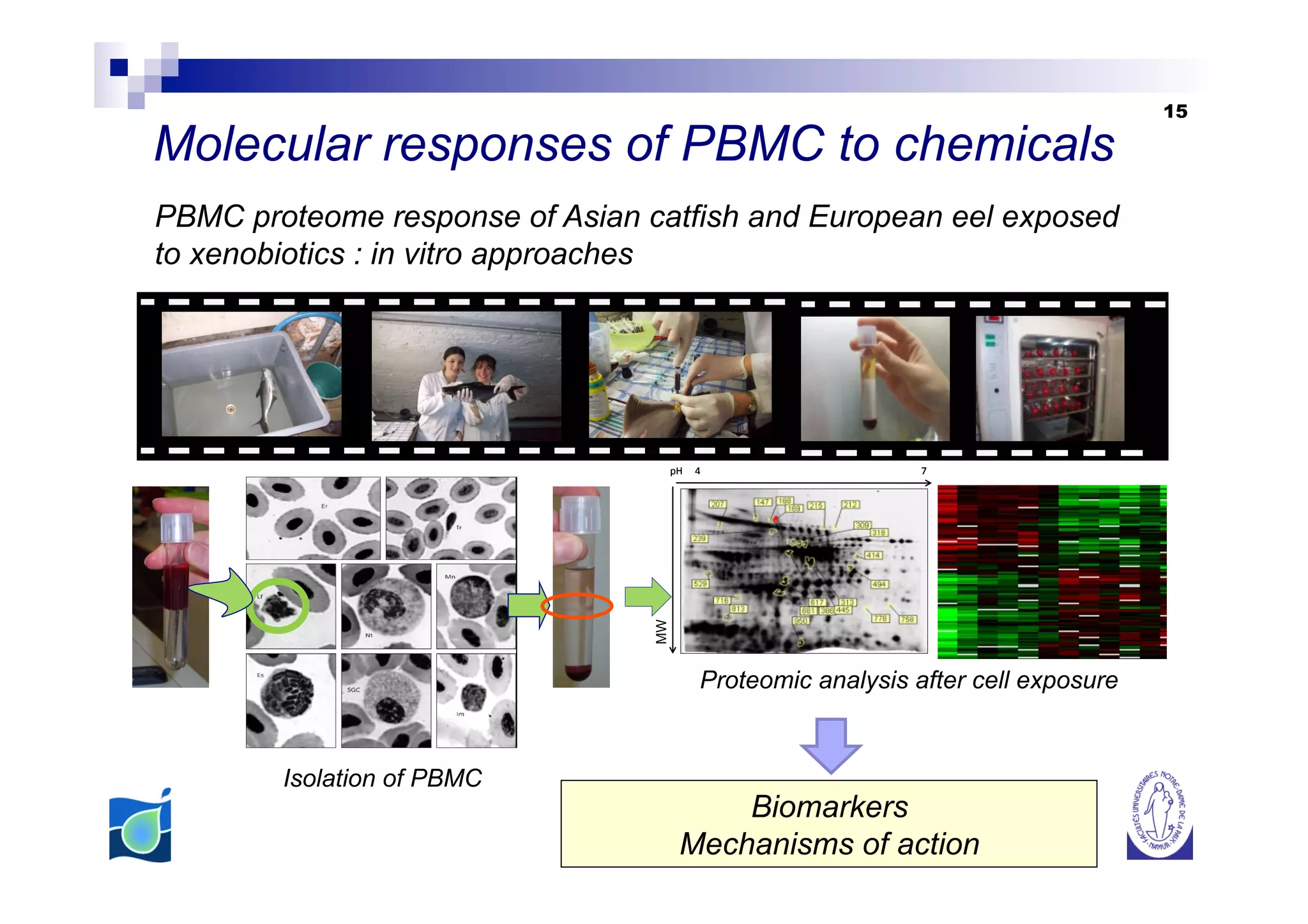 15

Molecular responses of PBMC to chemicals
PBMC proteome response of Asian catfish and European eel exposed
to xenobiotics : in vitro approaches




                                      pH	
  	
  	
  	
  	
  4	
                   7




                                 MW
                                                              Proteomic analysis after cell exposure


        Isolation of PBMC
                                                 Biomarkers
                                             Mechanisms of action
 