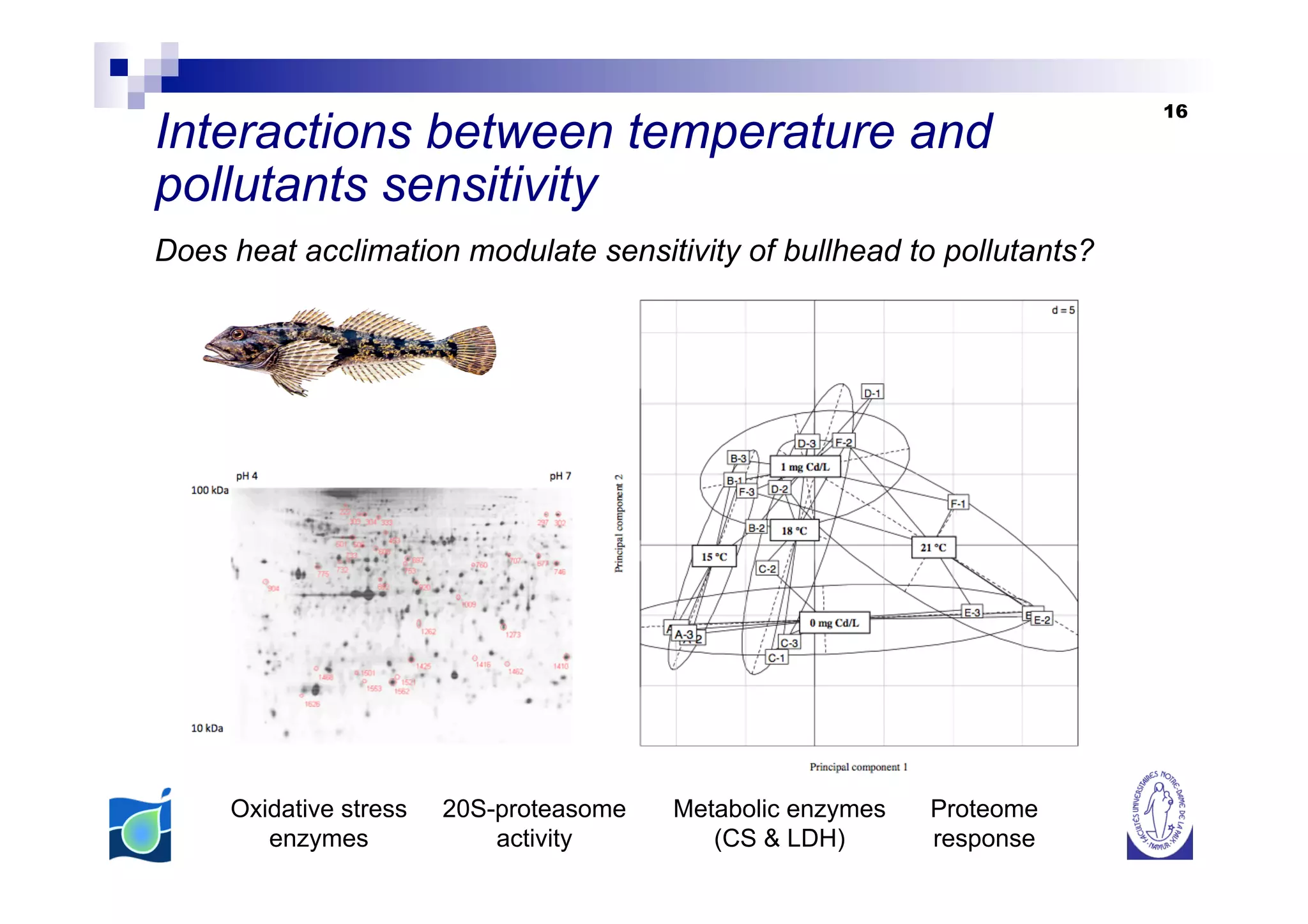 16
Interactions between temperature and
pollutants sensitivity
Does heat acclimation modulate sensitivity of bullhead to pollutants?




     Oxidative stress   20S-proteasome   Metabolic enzymes   Proteome
        enzymes             activity        (CS & LDH)       response
 