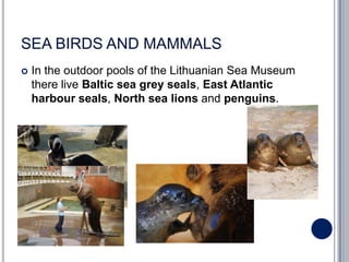 SEA BIRDS AND MAMMALS
   In the outdoor pools of the Lithuanian Sea Museum
    there live Baltic sea grey seals, East Atlantic
    harbour seals, North sea lions and penguins.
 
