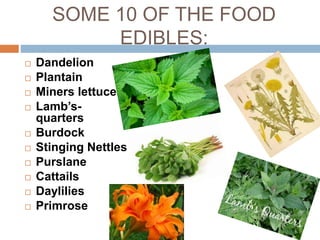 SOME 10 OF THE FOOD
EDIBLES:
 Dandelion
 Plantain
 Miners lettuce
 Lamb’s-
quarters
 Burdock
 Stinging Nettles
 Purslane
 Cattails
 Daylilies
 Primrose
 