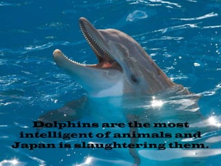 Dolphins are the most intelligent of animals and Japan is slaughtering them. 