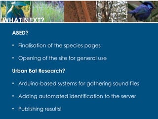 Bats and Technology | PPT
