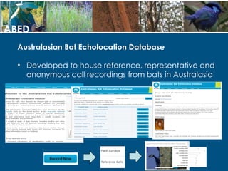 Bats and Technology | PPT