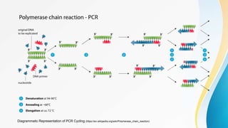 Diagrammatic Representation of PCR Cycling (https://en.wikipedia.org/wiki/Polymerase_chain_reaction)
 