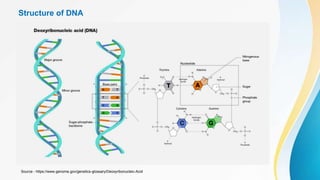 Structure of DNA
Source - https://www.genome.gov/genetics-glossary/Deoxyribonucleic-Acid
 