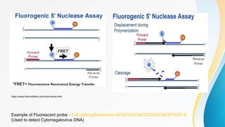 Example of Fluorescent probe - 5′-6-carboxyfluorescein-ACGTGGCACTGCGGCACGTGGT-6
(Used to detect Cytomegalovirus DNA)
https://www.thermofisher.com/in/en/home.html
 